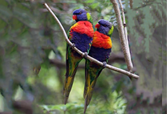Rainbow Lorikeets by Ventures Birding